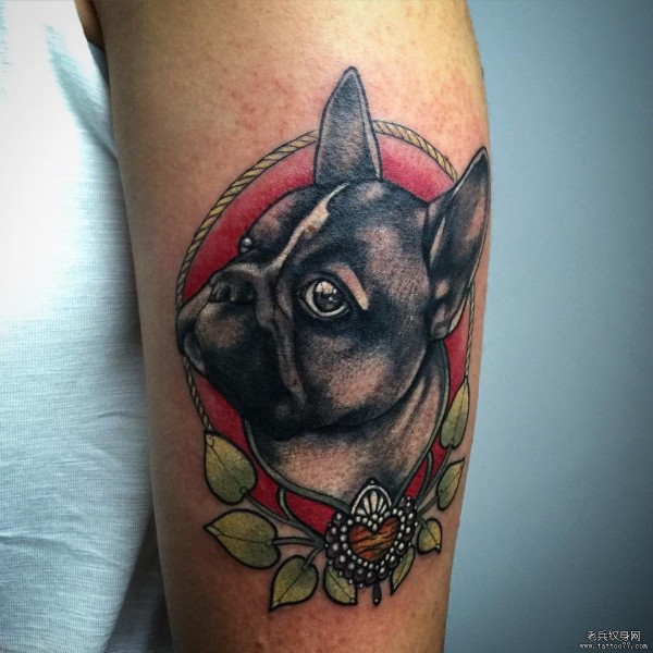 小腿school斗牛犬纹身图片