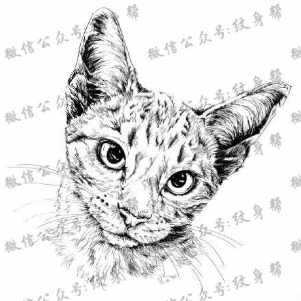 经典可爱的猫咪手稿纹身图片