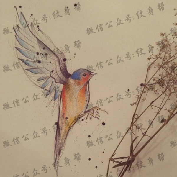 手稿的彩绘素描鸟纹身图片