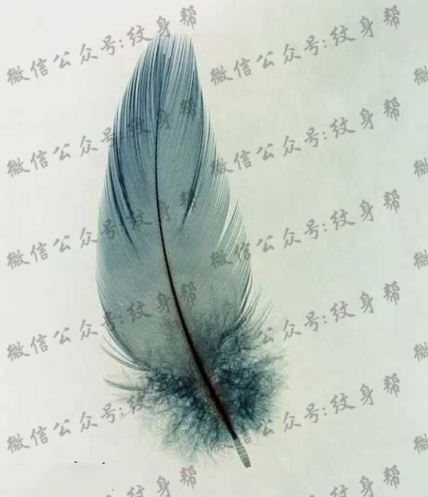 手稿彩羽毛纹身图片