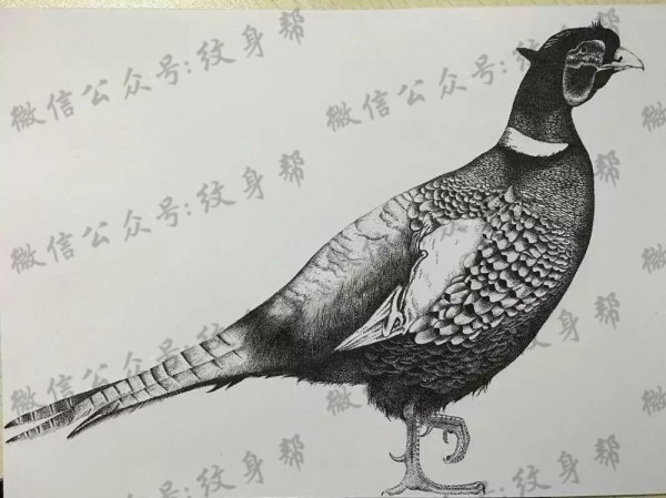 动物黑白插画_27张黑白动物插画纹身手稿图案