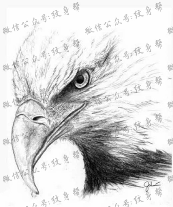 手稿鹰纹身图片