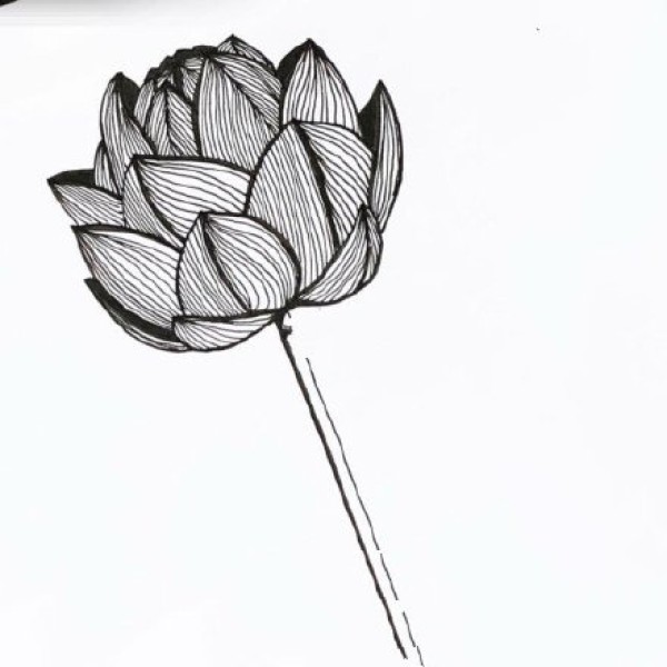 黑白色点刺花卉植物纹身手稿组图图案欣赏